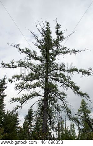 Looking Up At Large Larch Tree In Boreal Forest On A Cloudy Day In Late Summer In Au Sable Forks, Ne