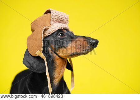 Dog In Fur Headdress Hat With Earflaps On Yellow Background In Profile. Dachshund In Warm Suede Hat 