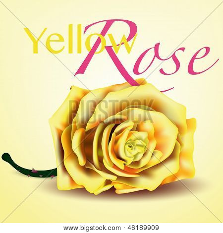 Yellow Vector Rose on white and yellow Background invitation card