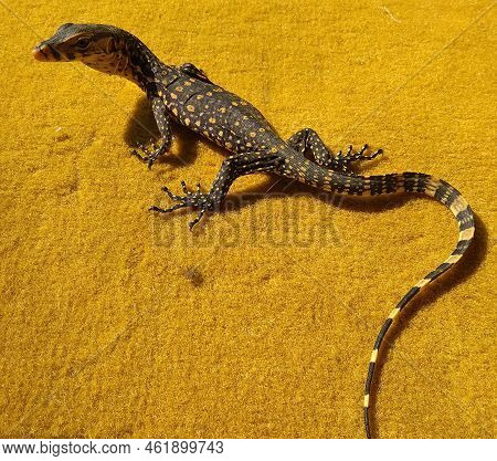 Serang, Indonesia - August 27 2021: Monitor Lizard (or Biawak) That Lives In The Ditch Around The Ho