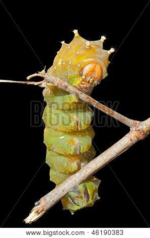 Gul hår Caterpillar