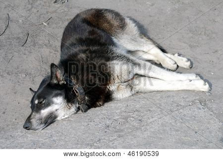 hvilende sort hund