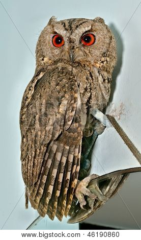 Owl (otus Bakkamoena)