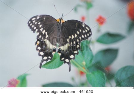 Farfalla