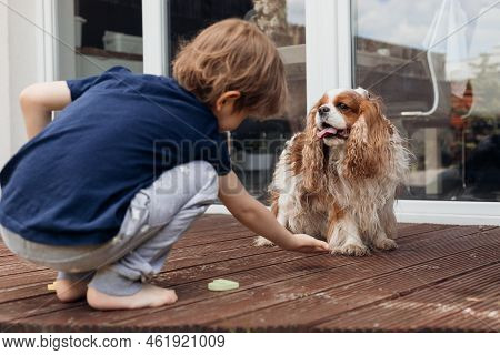 Rearview Of Little Barefoot Boy Feeding, Training Smart Dog Cavalier King Charles Coker Spaniel Near