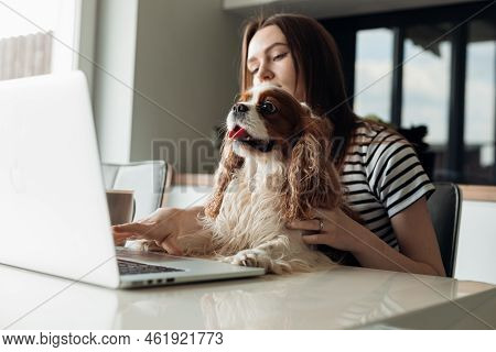 Calm And Concentrated Brown Haired Woman Sitting In Kitchen With Dog Coker Cavalier King Charles Spa