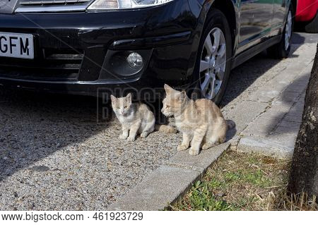 Cat. Stray Cat Walking Through The Streets Of Cercedilla, In Madrid. Animal. Feline. Domestic Animal
