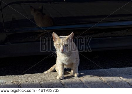 Cat. Stray Cat Walking Through The Streets Of Cercedilla, In Madrid. Animal. Feline. Domestic Animal