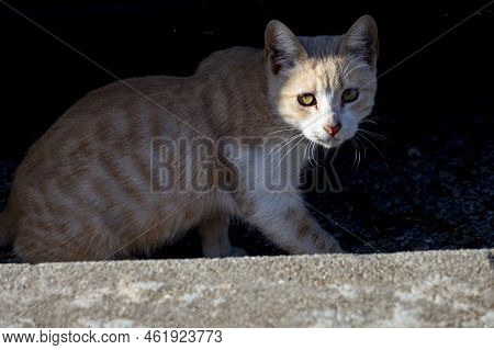 Cat. Stray Cat Walking Through The Streets Of Cercedilla, In Madrid. Animal. Feline. Domestic Animal