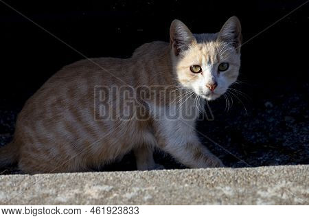 Cat. Stray Cat Walking Through The Streets Of Cercedilla, In Madrid. Animal. Feline. Domestic Animal