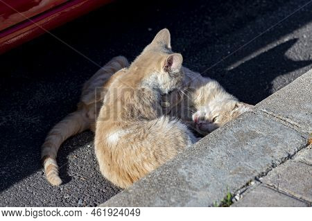 Cat. Stray Cat Walking Through The Streets Of Cercedilla, In Madrid. Animal. Feline. Domestic Animal