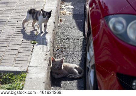 Cat. Stray Cat Walking Through The Streets Of Cercedilla, In Madrid. Animal. Feline. Domestic Animal