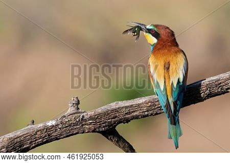 European Bee-eater, Merops Apiaster. A Bird Holds A Prey In Its Beak. Close-up