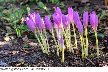 Beautiful Blooming Purple Colchicum Autumnale. Violet Colchicum Growing In Garden. Autumn Crocus, Sa