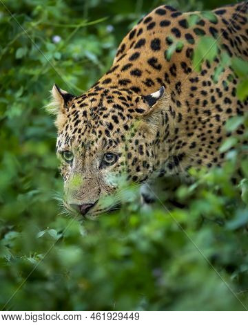 Indian Wild Male Leopard Or Panther Or Panthera Pardus Fusca Face Closeup In Natural Monsoon Green S