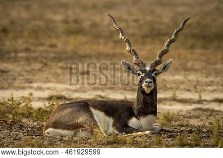 Wild Male Blackbuck Or Antilope Cervicapra Or Indian Antelope Closeup Or Portrait In Natural Green B