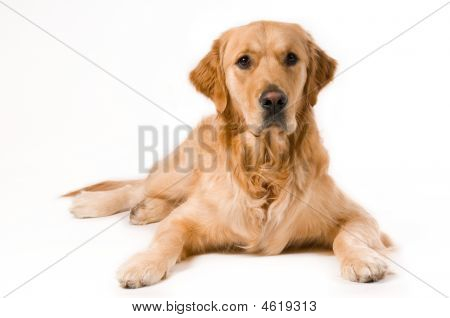 Golden Retriever