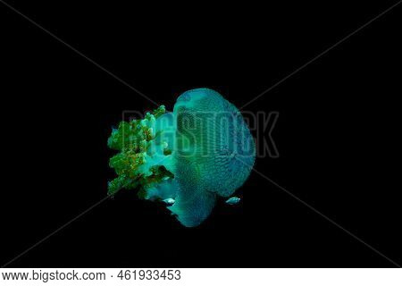 Aurelia Aurita Moon Jellyfish Floating Diagonally In Water Isolated Over Black Background