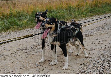 Alaskan Husky Black And Tan Color Of Working American Type. Full Length. Sled Dog Competitions In Au