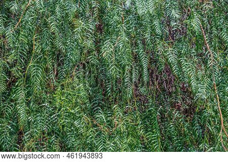 Green Branches With Leaves Of A Pepper Tree On Tenerife Island, Spain. Flora Of The Canary Islands. 