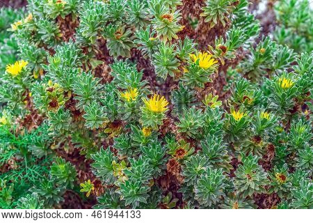 Natural Floral Background Of The Exotic Canary Island Daisy With Yellow Flowers Among Silvery-green 