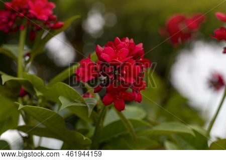 Red Flower Of Cotton Leaved Jatropha, Peregrina, Spicy Jatropha Or Jatropha Integerrima Jacq Bloom O