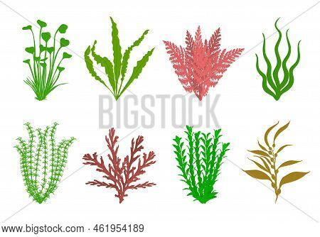 Cute Aquarium Plants Set. Vector Flat Illustration
