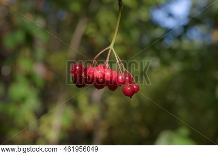 Macro Photo Nature Viburnum Berries. Nature Plant Tree Brunch Of Viburnum. Red Juicy Viburnum Berrie