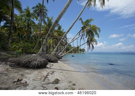 palme sulla spiaggia