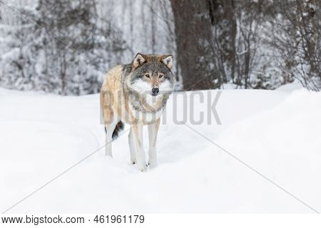 Wolf Standing In The Snow In Beautiful Winter Landscape