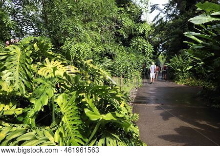 Deshaies, Guadeloupe - December 2, 2019: People Visit Deshaies Botanical Garden On Basse-terre Islan