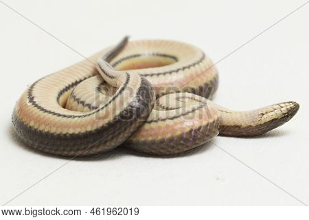 Rainbow Water Snake Enhydris Enhydris Isolated On White Background