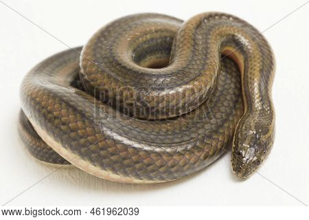 Rainbow Water Snake Enhydris Enhydris Isolated On White Background