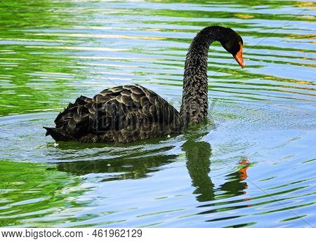 Black Swan Looking At His Reflection In The Water Like Narcissus. Location: Detmold, Germany