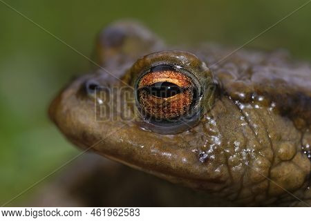 Detailed Closeup On The Head Of Common European Toad, Bufu Bofo In The Garden