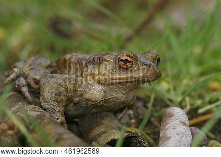 Detailed Frontal Closeup On A Common European Toad, Bufu Bofo In The Garden