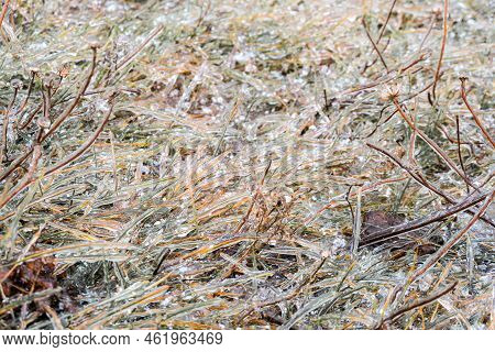 Frozen Icy Grass. Grass Blades Covered With Ice After Freezing Rain.