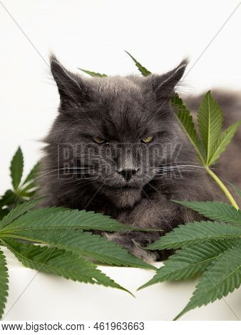 Big Mainecoon Cat Lies On Leaves Of Hemp. Cbd Oil Is Used In Veterinary Medicine As A Sedative And P