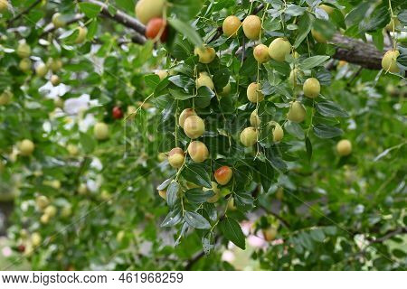 Jujube Nuts. Rhamnaceae Deciduous Fruit Tree.　 It Has Pale Green Flowers In Early Summer, And When R