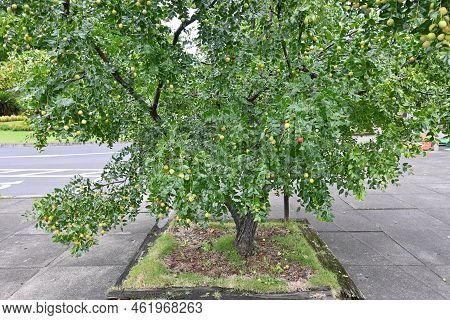 Jujube Nuts. Rhamnaceae Deciduous Fruit Tree.　 It Has Pale Green Flowers In Early Summer, And When R
