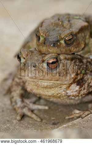 Vertical Closeup On A A Male And Female Common European Toad, Bufo Bufo In Copulation The Garden