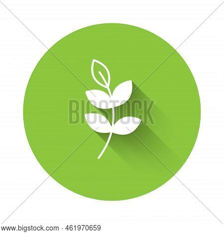 White Willow Leaf Icon Isolated With Long Shadow Background. Green Circle Button. Vector