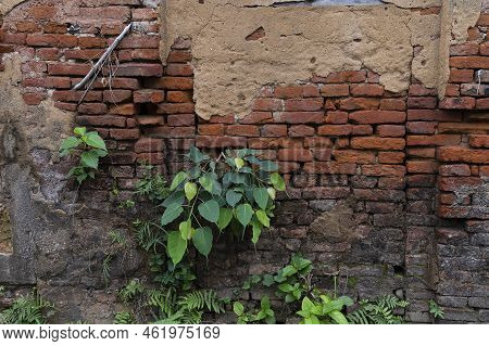 Howrah, West Bengal, India - 26th October 2020 : Old Bricks And New Plants Of Andul Rajbarhi , A Pal