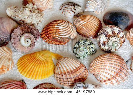 Image Of Seashells