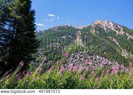 Mountain Range Of The Italian Alps And Alpine Pink Flowers Willowherb On A Sunny Summer Day.