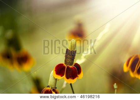 Mexican Hat blomster