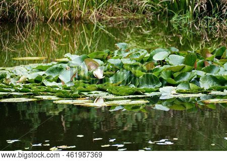 Lake Pond With Water Lillies