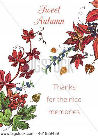 Vector Illustration Sketch Autumn. Autumn Postcard Garden Branches Of Grapes, Viburnum, Plum, Ashber