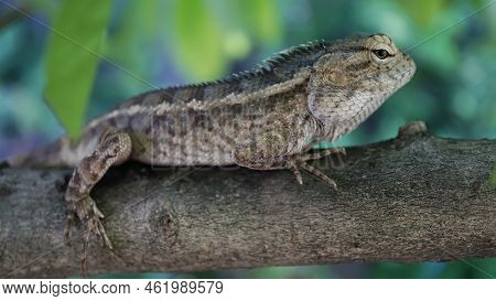 View Of Garden Lizards On Tree Trunks