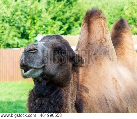 Profile Portrait Of A Camel Against The Backdrop Of Wildlife. Dromedar Walks In The Park On The Lawn
